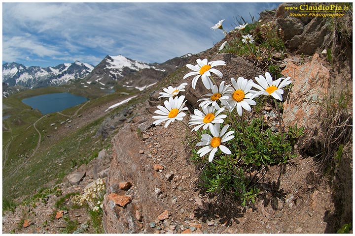 leucanthemopsis alpina, fiori di montagna, alpini, fotografia, foto, alpine flowers, Gran paradiso